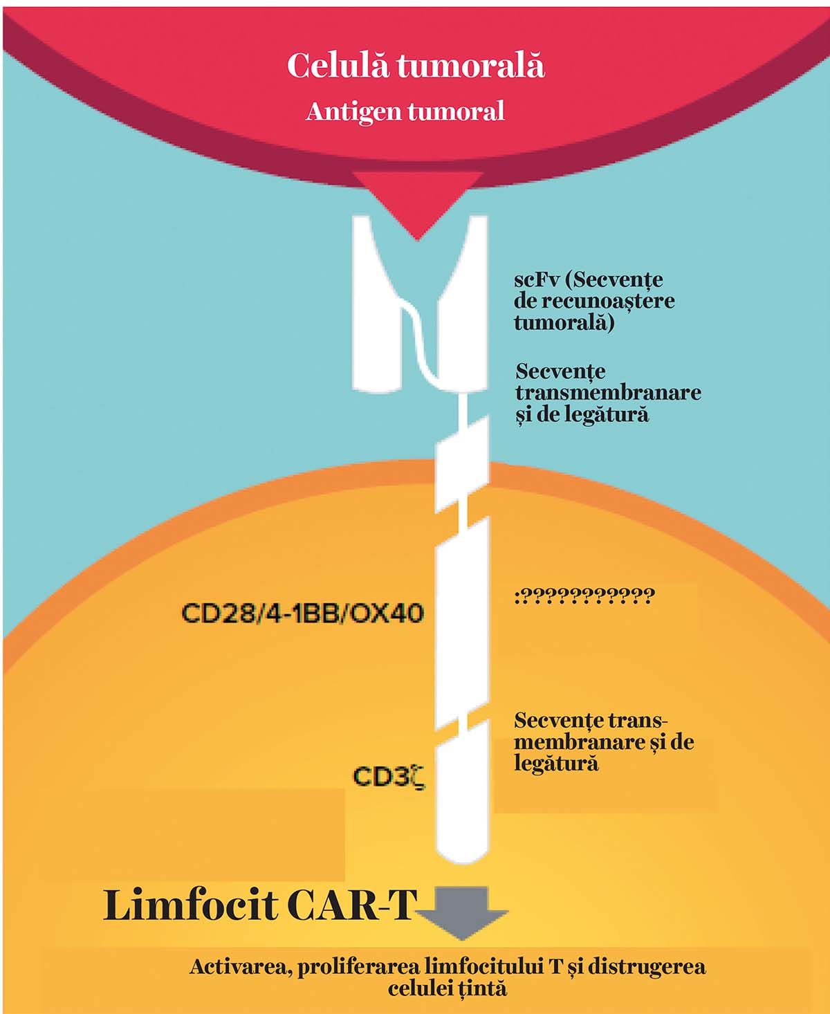 Imunoterapia celulară în hemopatiile maligne