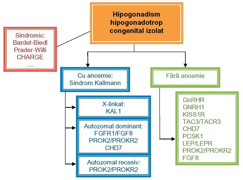 Hipogonadismul hipogonadotrop congenital – de la evaluare clinică la profil genetic –