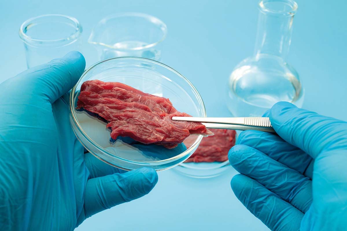 Mușchi artificiali din proteine naturale