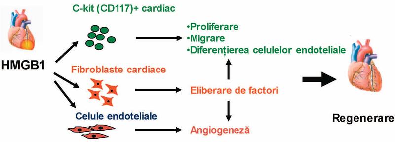 Regenerarea cardiacă: cercetare fundamentală şi aplicaţii clinice