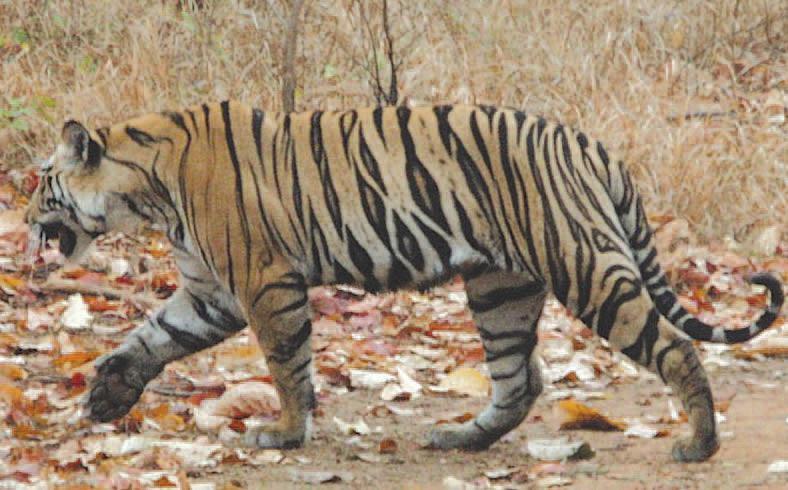 Anul Tigrului şi… sănătatea