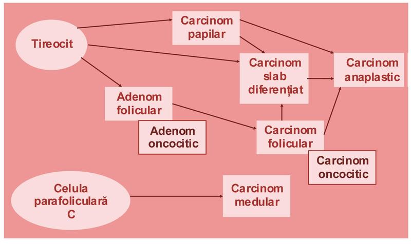 Căi patogenice şi noi perspective terapeutice în carcinomul tiroidian diferenţiat