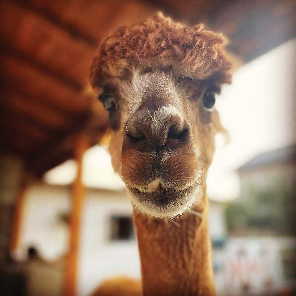 Alpaka