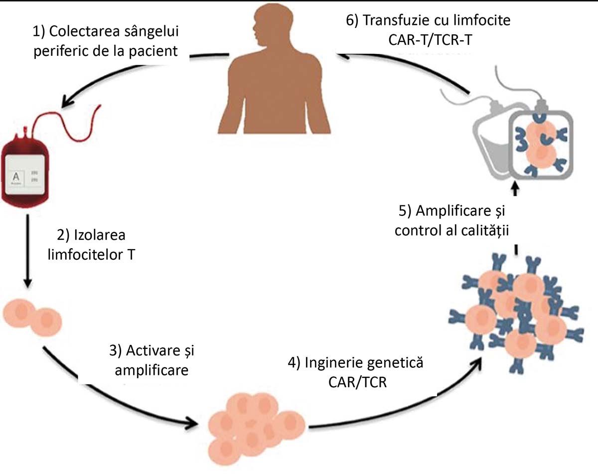 Fig. 3. Transferul de limfocite T modificate