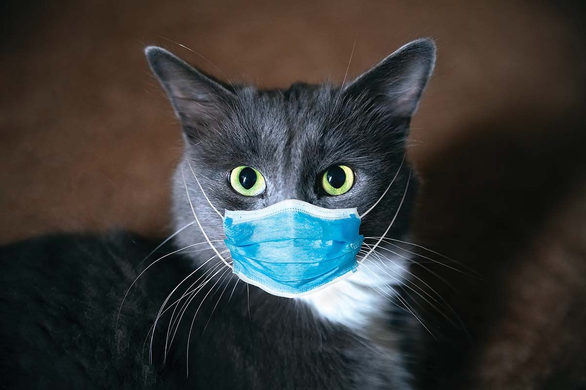 Pisicile, vulnerabile în faţa noului coronavirus