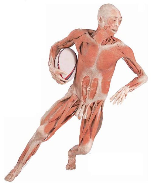 Cea mai importantă expoziţie ştiinţifică din lume vine la Bucureşti