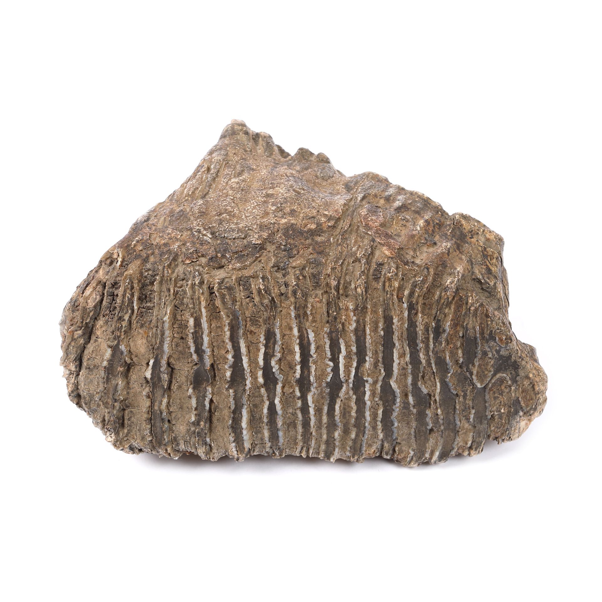 Un spectaculos molar de mamut fosilizat va fi scos la licitație la București