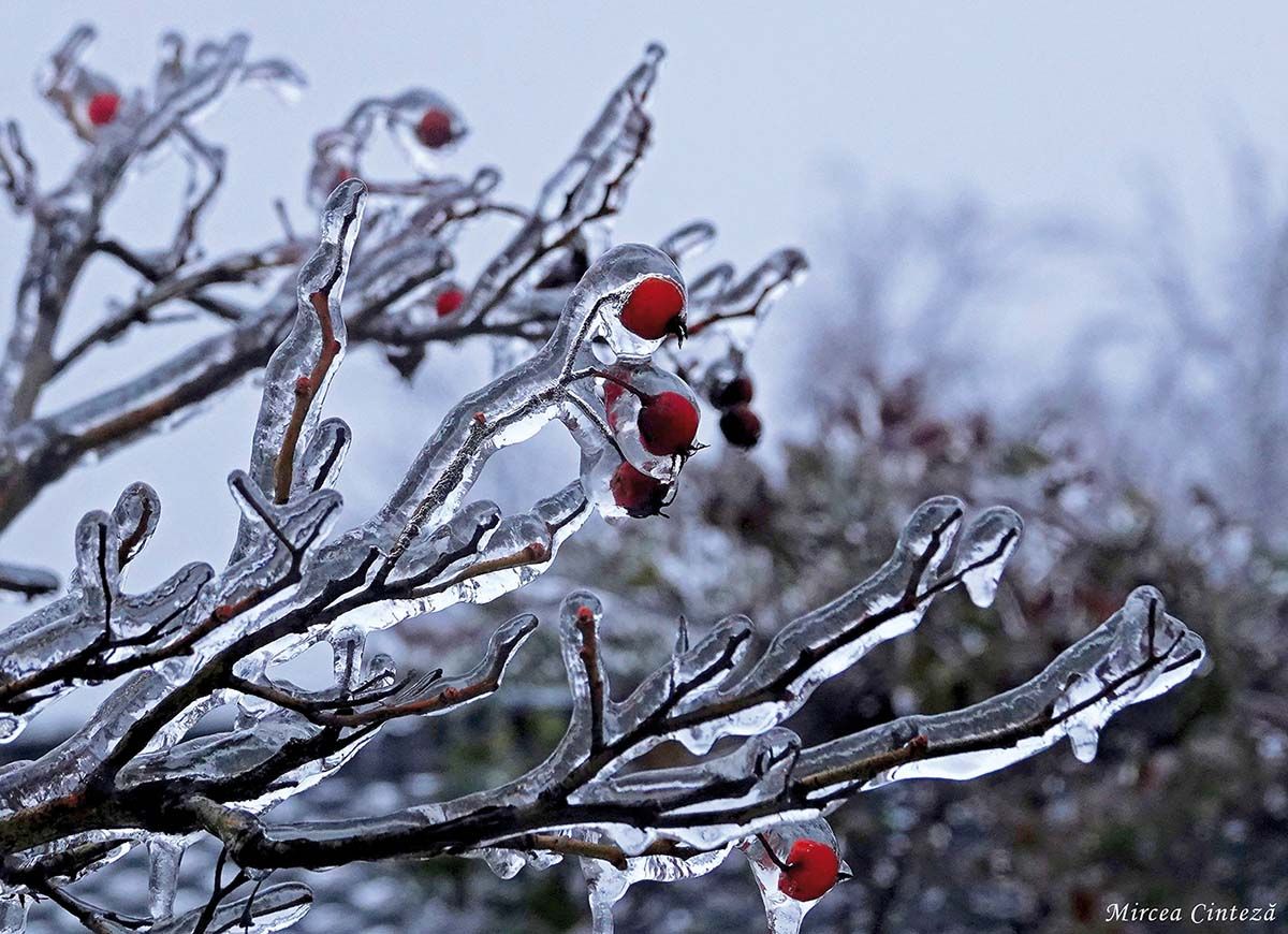 Ploaie &icirc;nghețată