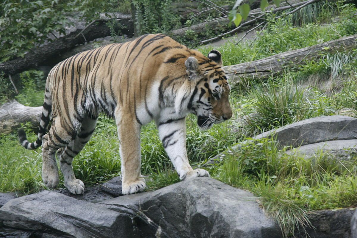 Un tigru de la zoo din Bronx, pozitiv la coronavirus