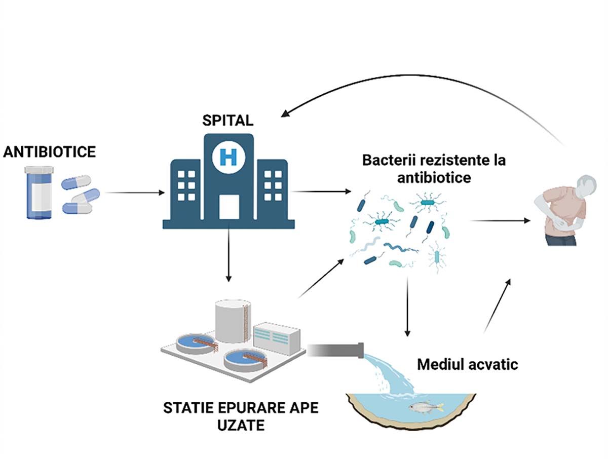 Căi de transmitere a bacteriilor rezistente la antibiotice din spitale în mediul acvatic