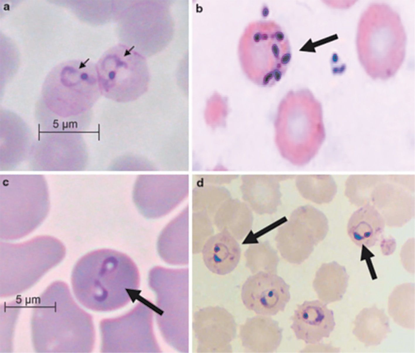 VM 17-18, p.14-15 - 5