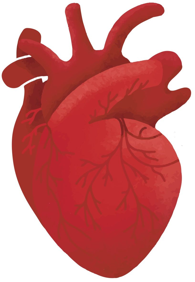 Începuturile cardiologiei în România