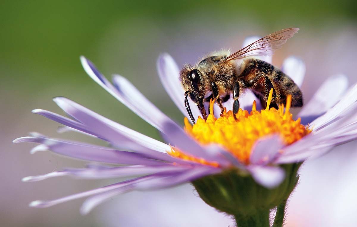 Înțepăturile de albine și viespi