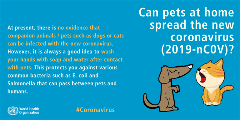 animale de companie mit coronavirus