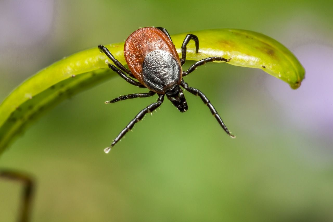 Studiu: Peste 14% din populaţia lumii a avut boala Lyme