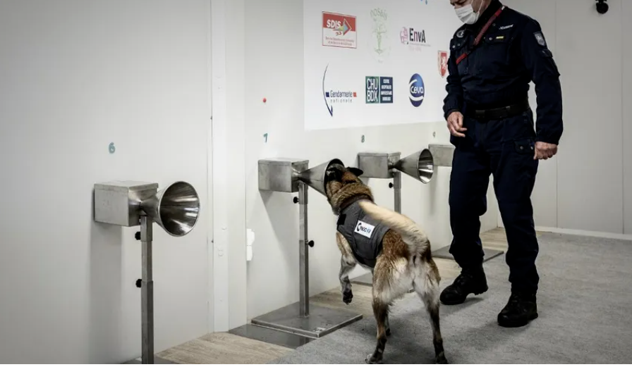 Studiu: Câinii dresaţi pot depista pasagerii cu COVID din aeroporturi