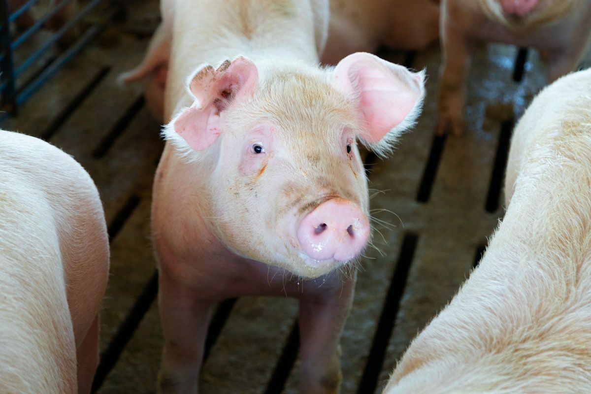 Campanie pentru combaterea pestei porcine africane, extinsă în mai multe țări