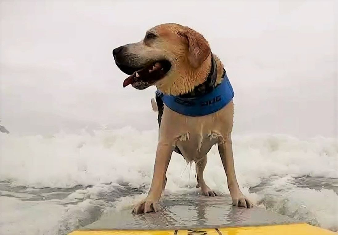 California: o nouă ediție a Campionatului Mondial de Surfing Canin