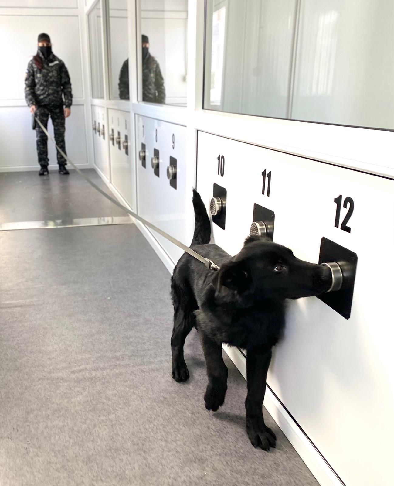 Echipe canine pentru depistarea persoanele cu SARS-CoV-2, pe aeroporturile din Sibiu și Cluj