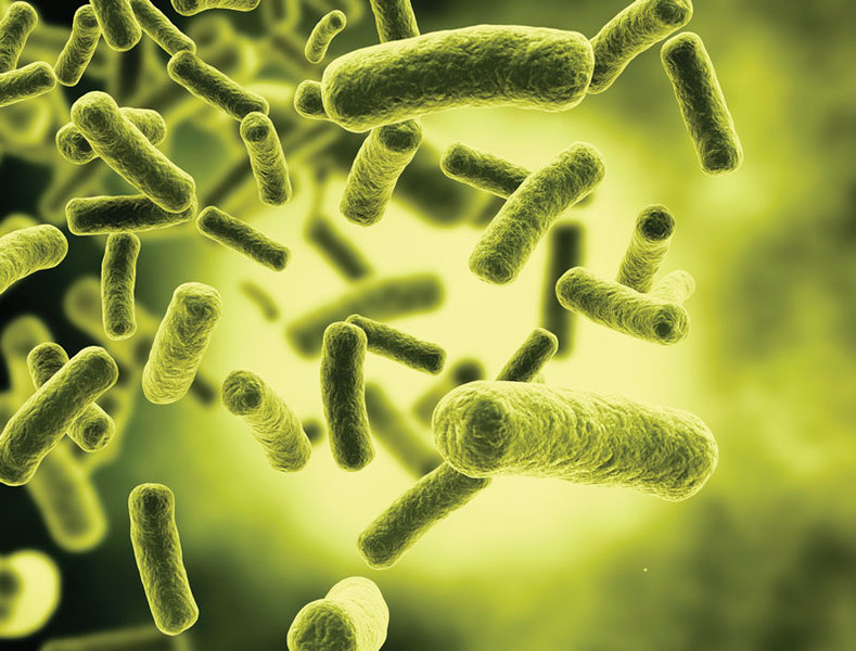 Infecțiile cu Escherichia coli patogen și „epidemia de presă“