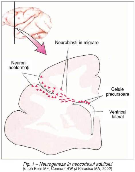Neurobiologie şi neuroplasticitate