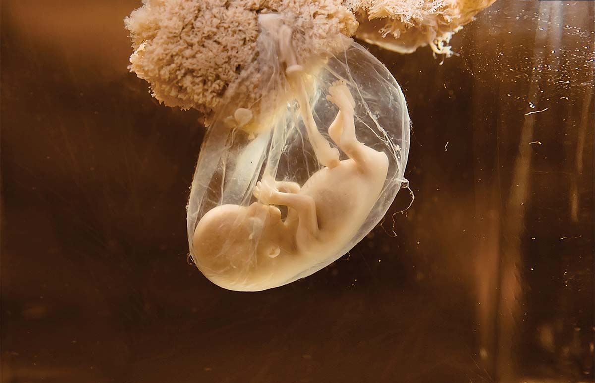 Gastrulaţia umană, în cercetare