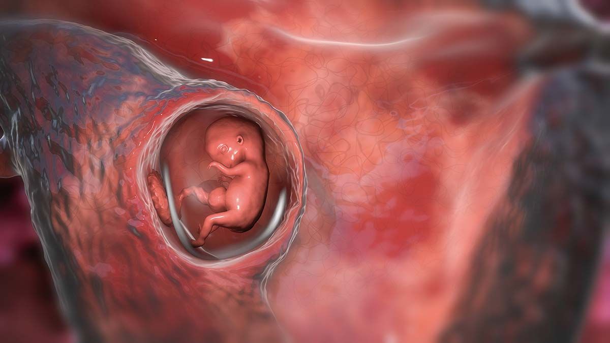Embrion sintetic, cu activitate cardiacă