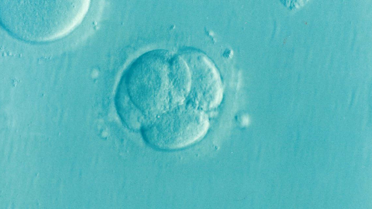 embrion fiv