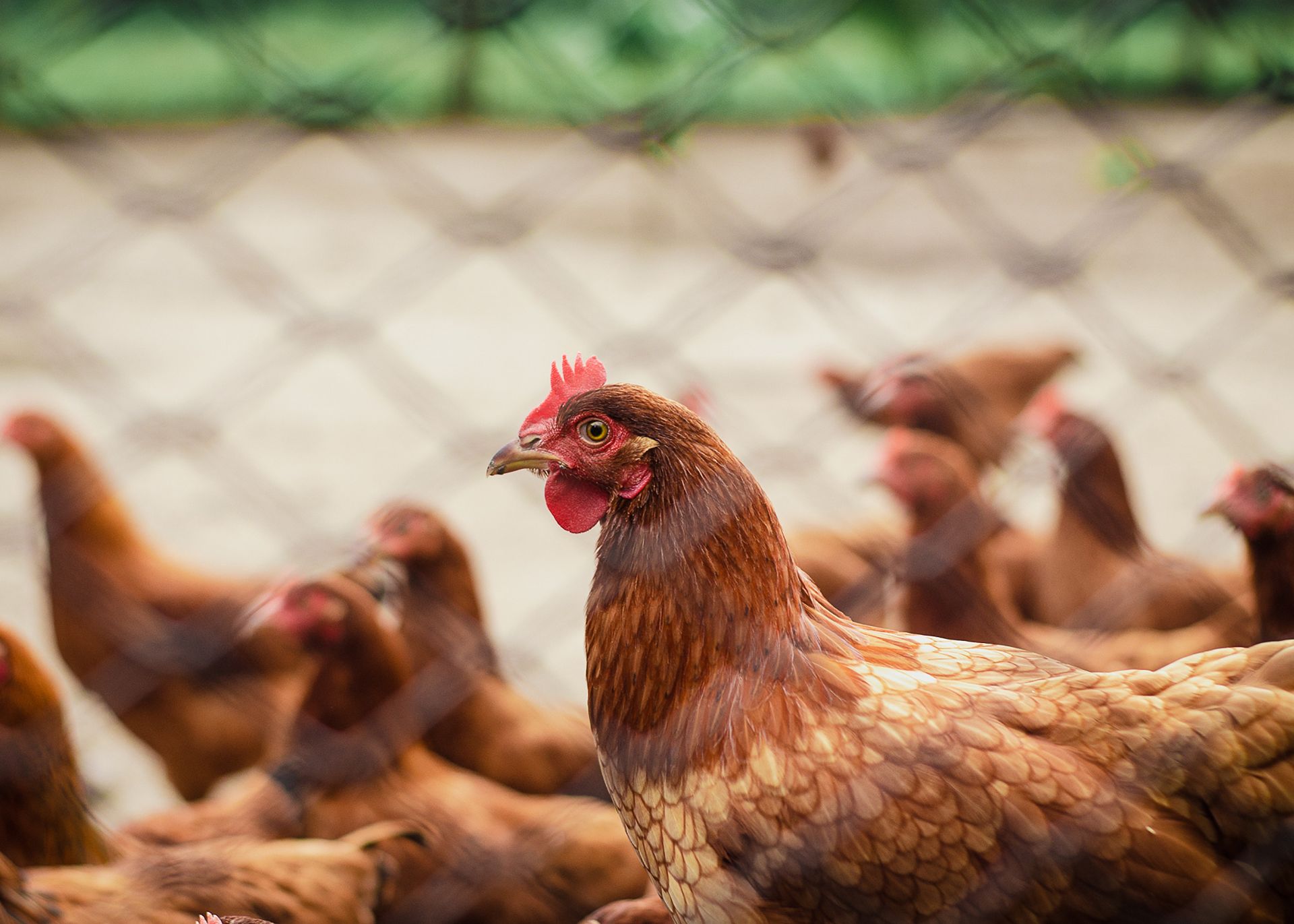 Reacția ECDC, după ce un caz de gripă aviară la om a fost identificat în Spania