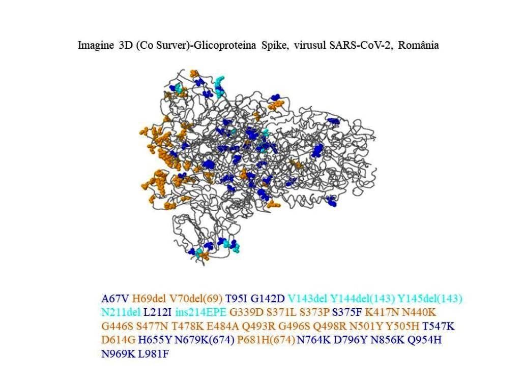 Institutul Cantacuzino: cum arată glicoproteina Spike a SARS-CoV-2 în România