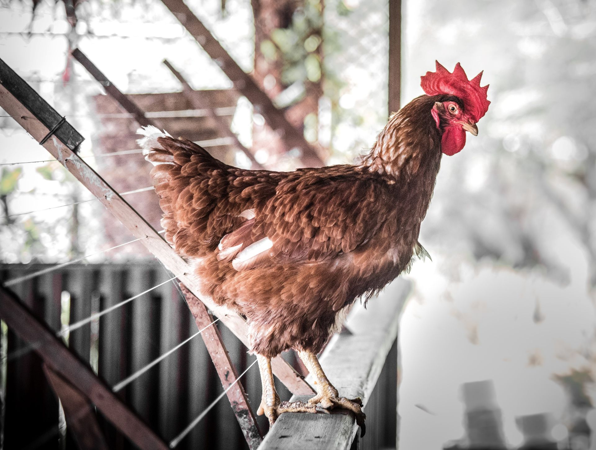 China anunță primul caz de gripă aviară H10N3 la om