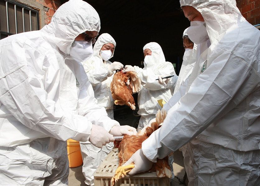 OMS, despre riscul de gripă aviară la oameni: trebuie să fim pregătiţi