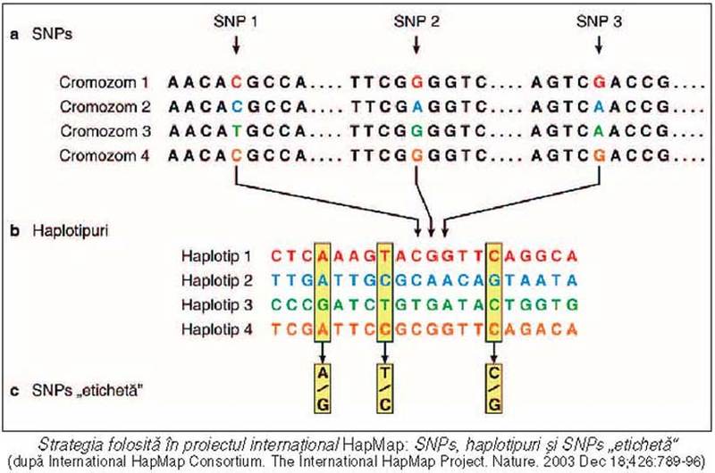 Variaţiile structurale ale genomului uman – baza medicinii personalizate (2)