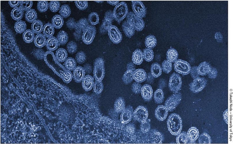 Gripa H7N9 – primul caz confirmat de transmitere interumană