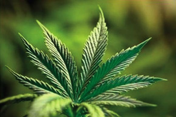 Legalizarea marijuanei