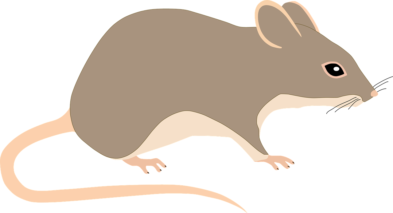 Originea posibilă a variantei Omicron, un șoarece