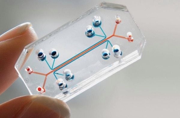 Cipuri bionice pentru testarea medicamentelor, dezvoltate în Israel