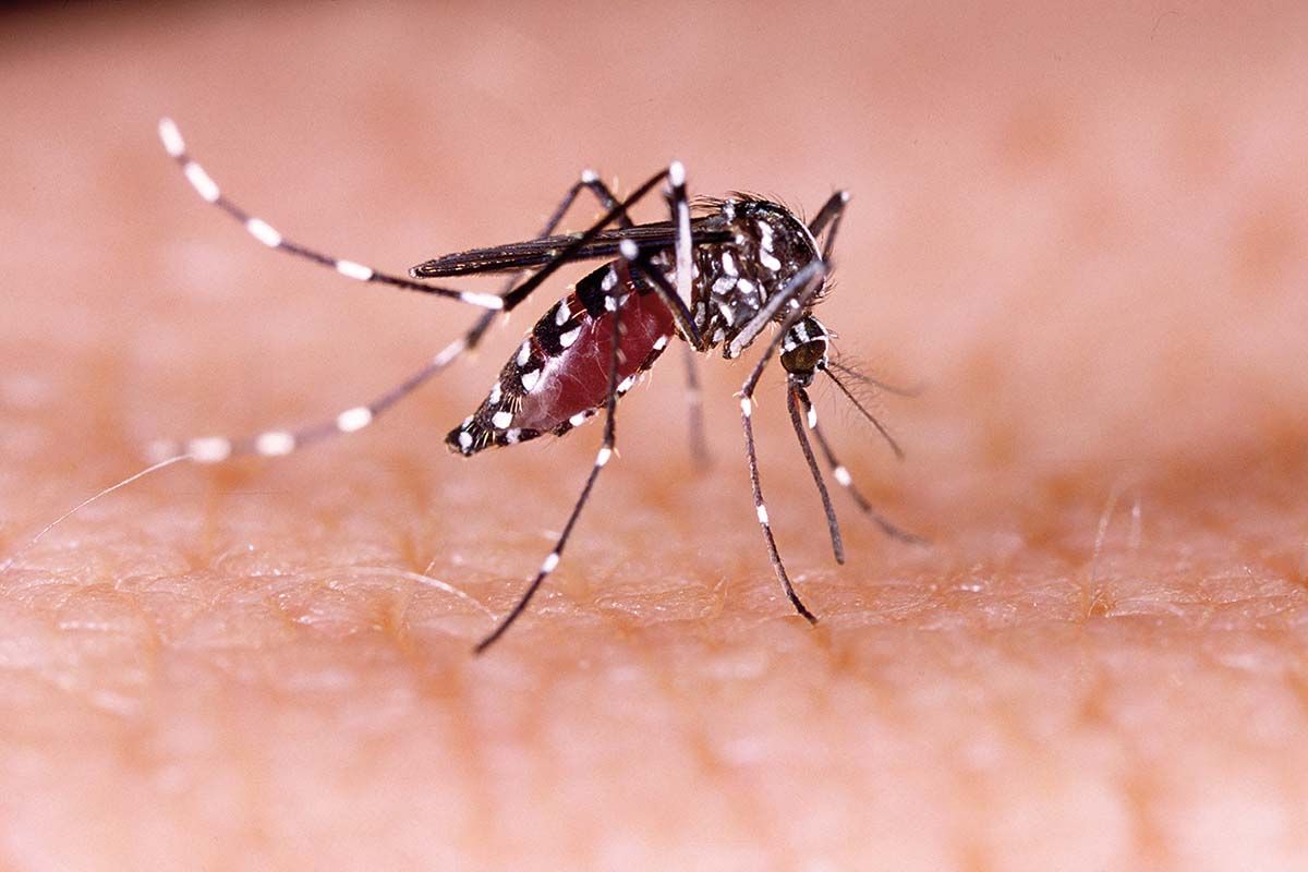 Un nou dispozitiv pentru detectarea virusului Zika
