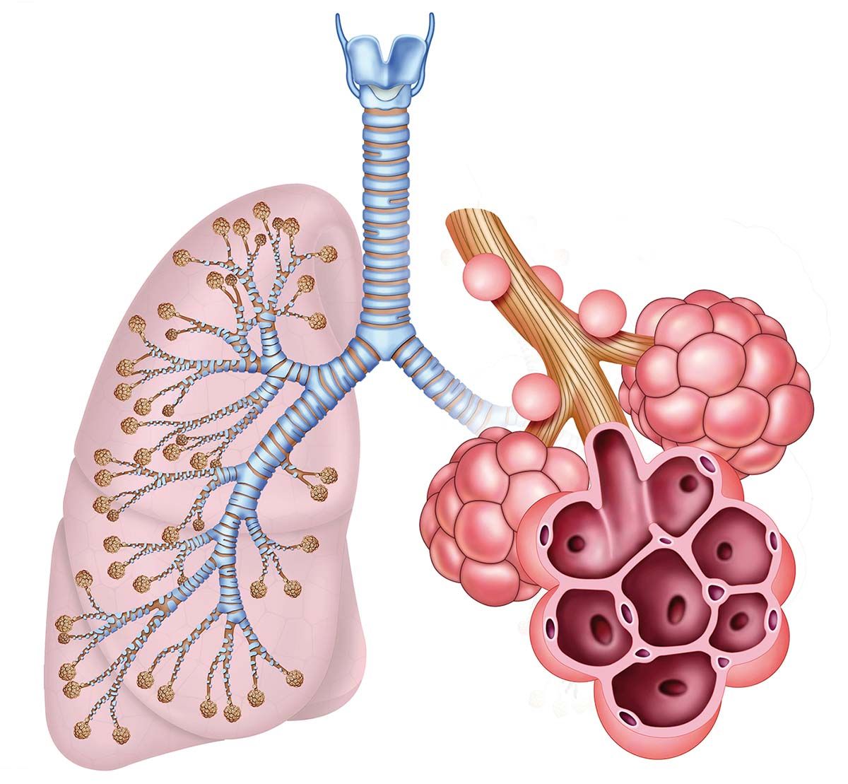 Studiul bolilor pulmonare pe un sistem alveolar artificial
