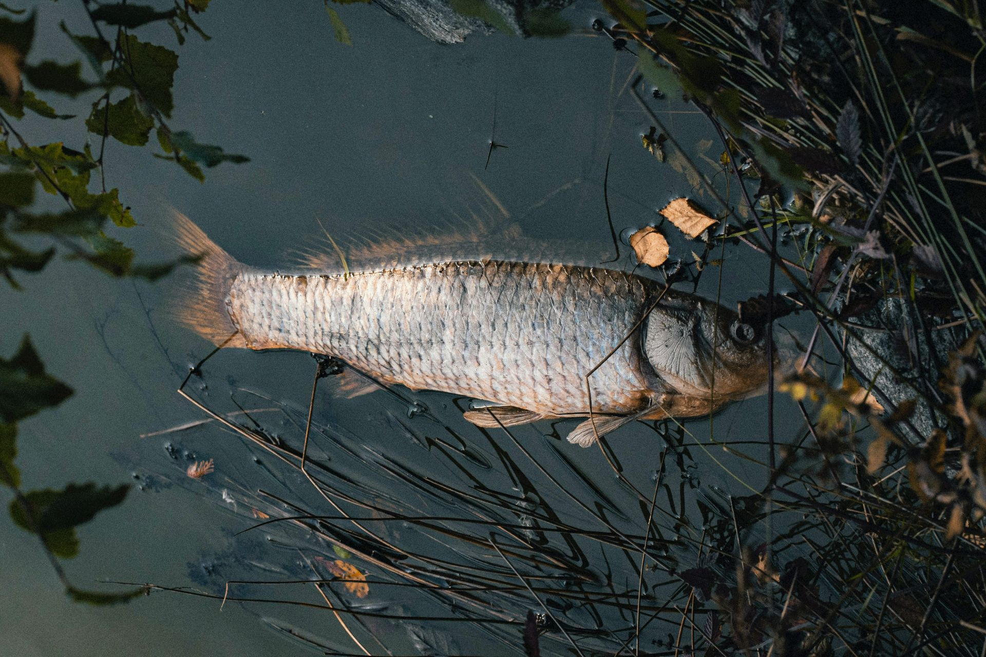Studiu SUA: consumul unui peşte egal cu a bea timp de o lună apă contaminată