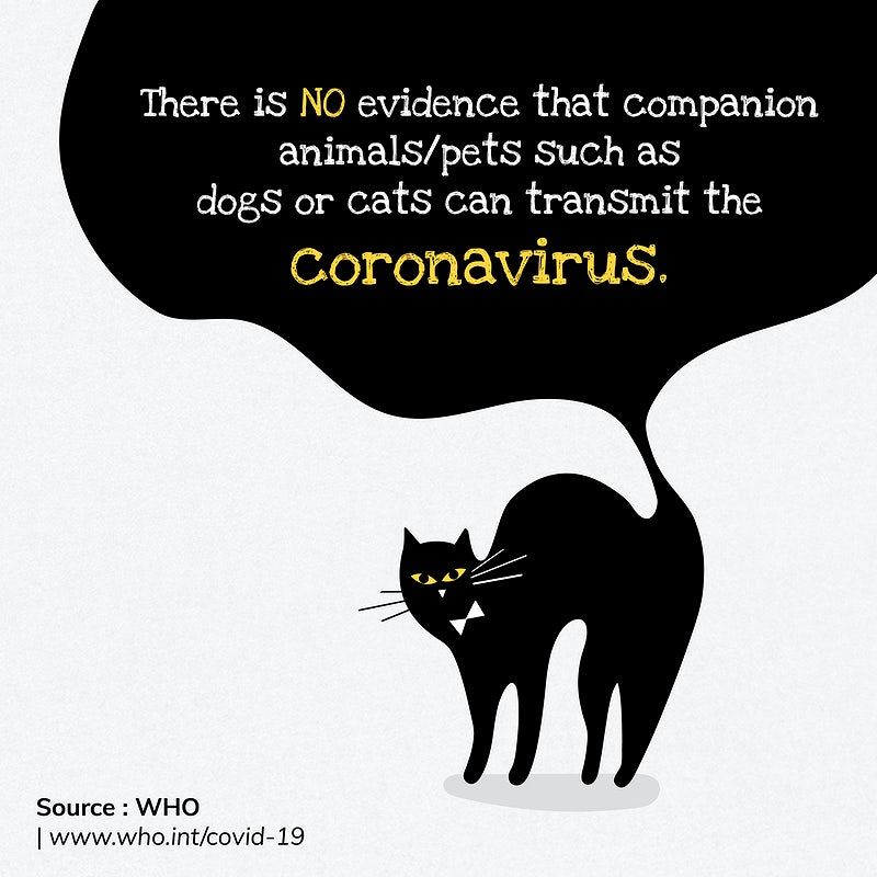 Studiu: pisicile din Wuhan au dezvoltat anticorpi ca urmare a infecției cu SARS-CoV-2