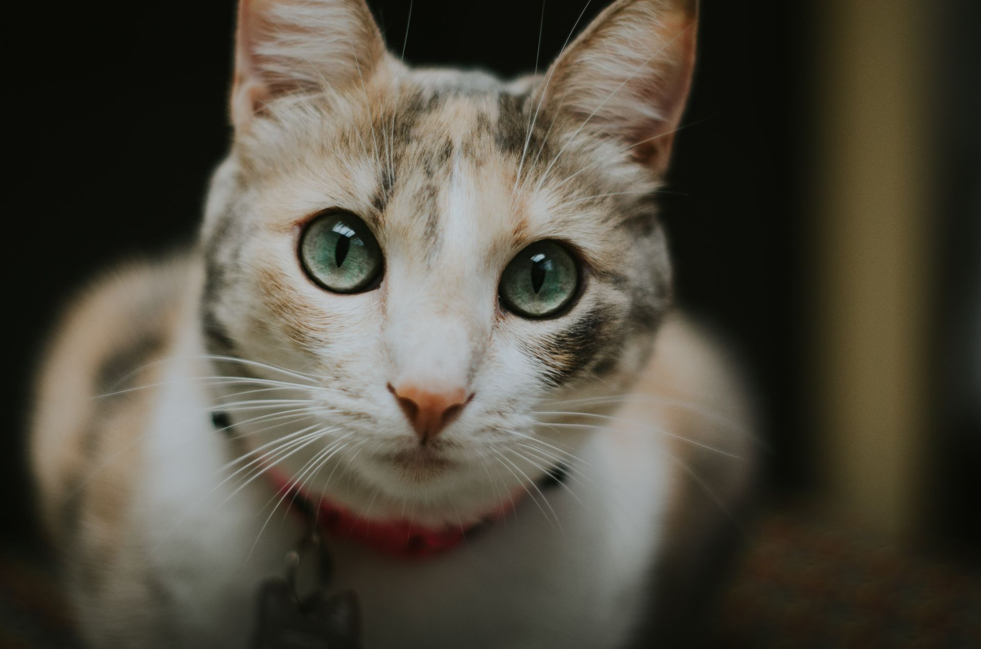 SofistiCAT: cele mai frumoase feline intră în competiție