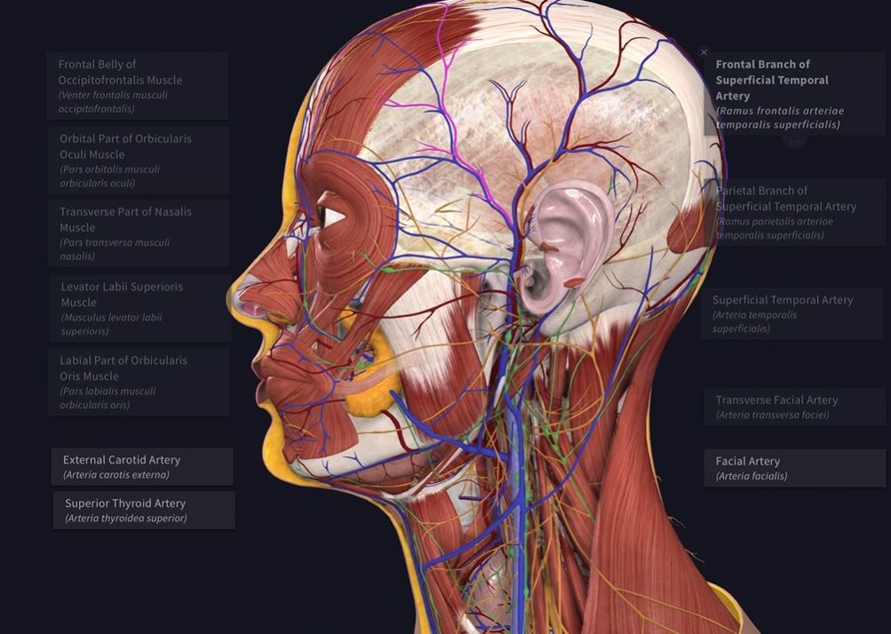 VIDEO: Platformă online pentru cei care studiază anatomia