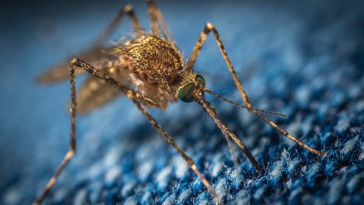 O infecţie bacteriană, prevenţie pentru febra Dengue
