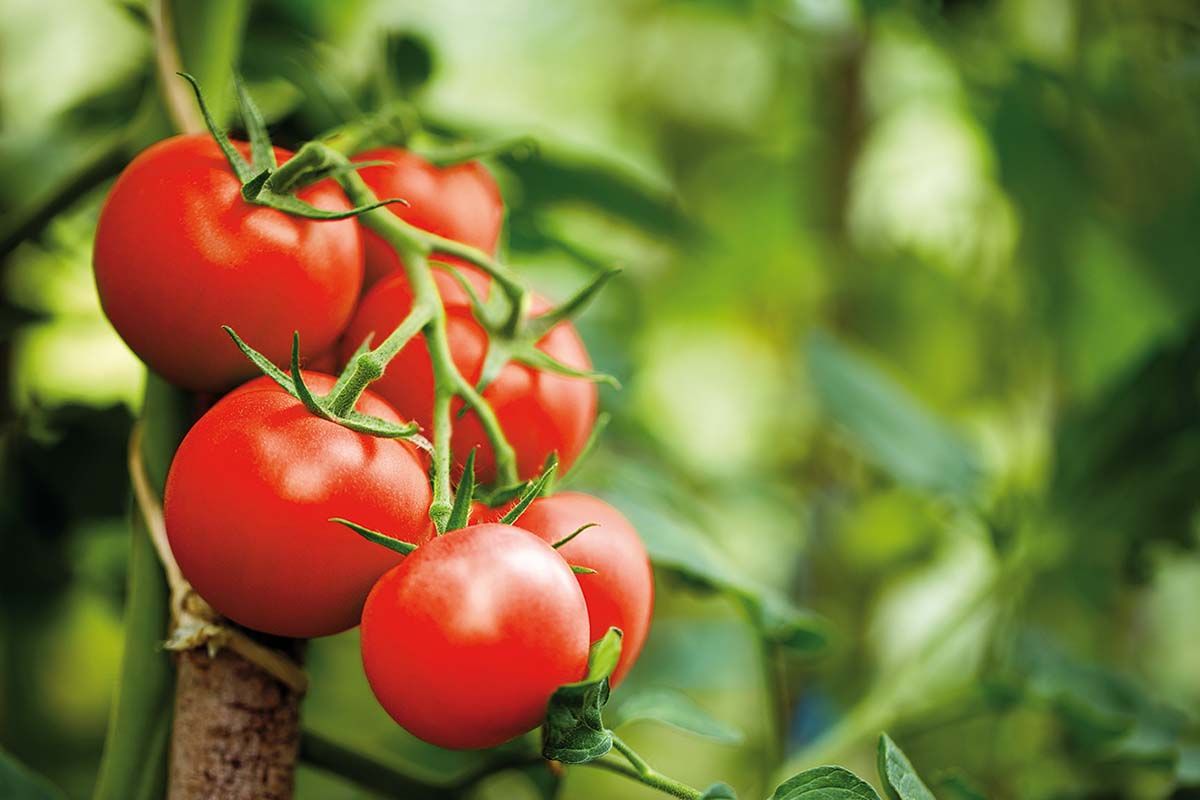 Roșiile, sursă de vitamina D?