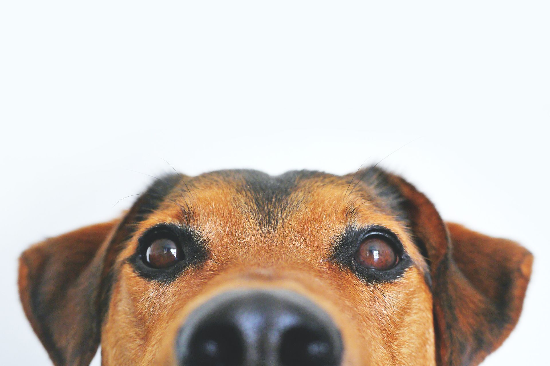 studiu caini covid detectare sars cov 2 simt olfactiv canin