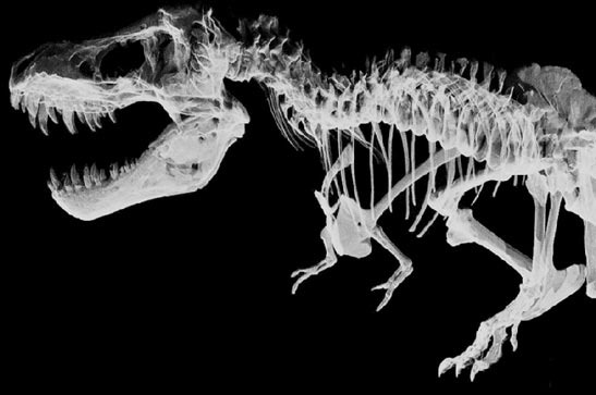 T-rex şi Vestul Sălbatic al sistemului imun