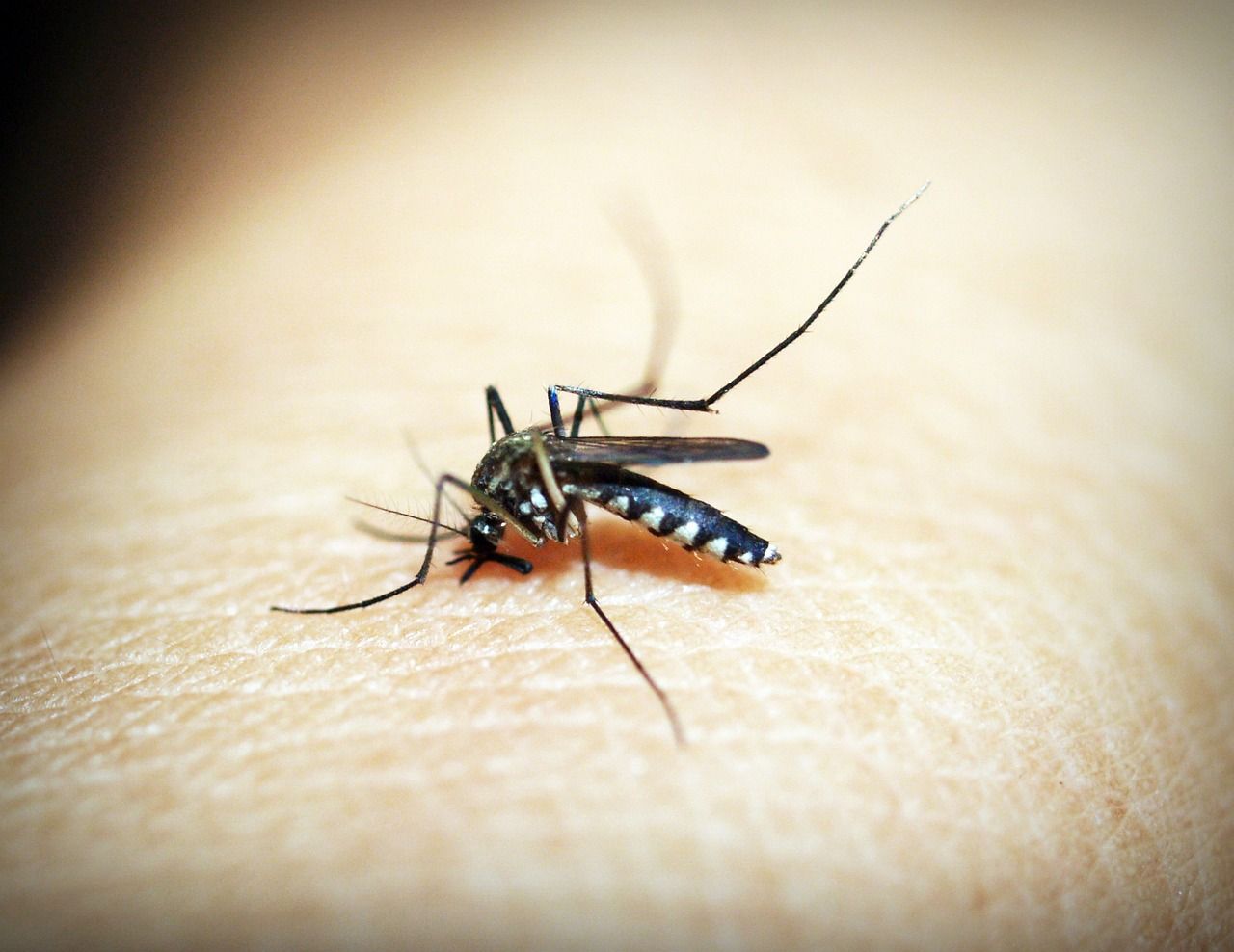 Cinci cazuri de malarie, confirmate în Statele Unite după 20 de ani