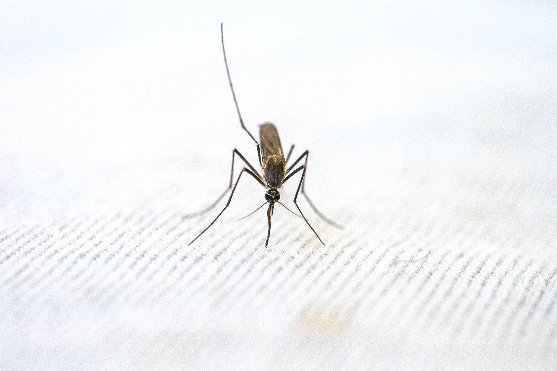Din 4 mai încep tratamentele de combatere a țânțarilor în toate parcurile din București