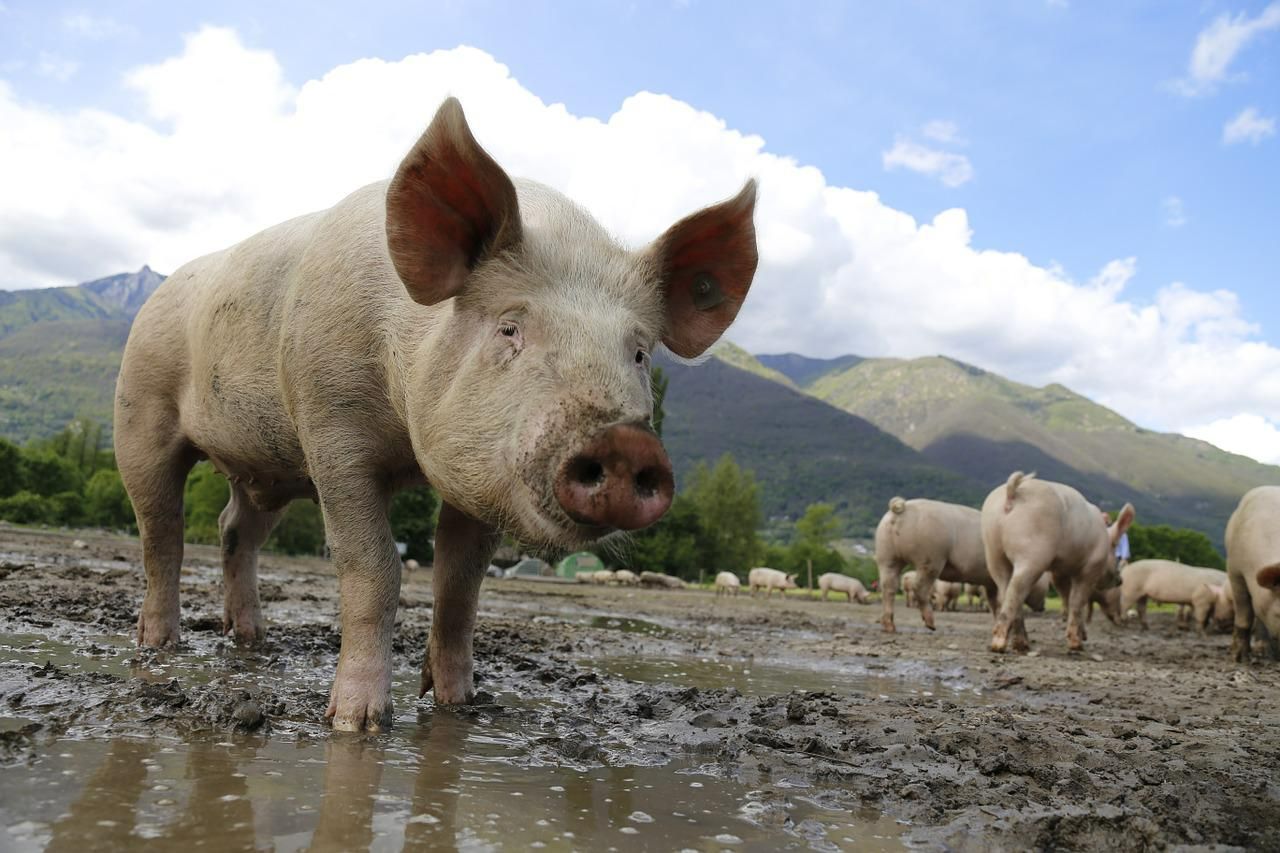 O tulpină de stafilococ superrezistent se poate transmite de la porc la om